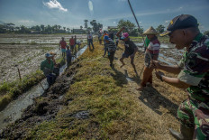Farmers use long sticks to flush rice-field rats out of their nests during a “rat extermination” contest. A sudden surge in the rat population has destroyed the farmer’s entire crop in Banmati, Sukoharjo, Central Java. JP/Ali Lutfi