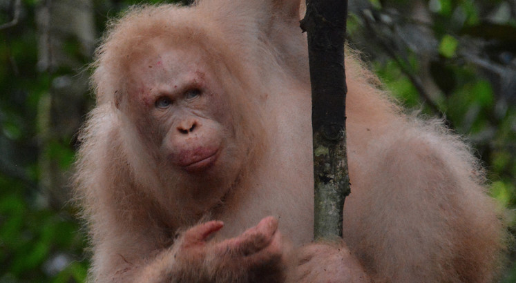 World’s rare albino orangutan spotted alive in Borneo rainforest
