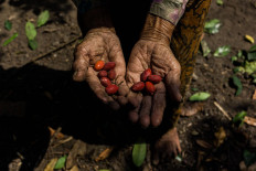 Merto shows the harvested melinjo fruits, which she later would use to make lodeh soup.  JP/Anggertimur Lanang Tinarbuko
