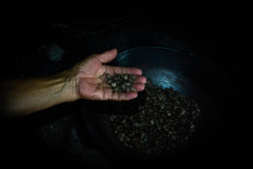 Sarinem’s daughter Waljinem roasts melinjo seeds.  JP/Anggertimur Lanang Tinarbuko