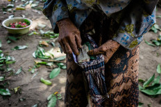 Sarinem counts the money for Merto, who has helped her harvest the melinjo fruits. JP/Anggertimur Lanang Tinarbuko