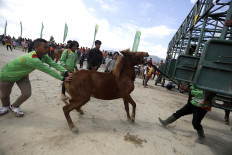 Get in there: Staff members of the organizing committee wrestle a horse to the starting line before a race.  JP/Hotli Simanjuntak