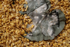 The Rhizopus olihosporus fungus triggers the rapid growth of mold and mycelium on the soybeans. JP/ Anggara Mahendra