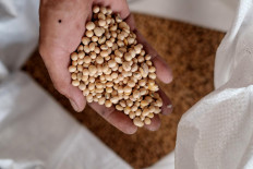 Hakim uses imported soybeans from the United States to make 100 kilograms of tempeh every day. He sells the tempeh to regular customers and also distributes them to a local market. JP/ Anggara Mahendra.
