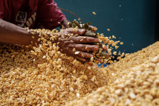Hakim rubs the cooked soybeans with a moldy hibiscus leaf, which is rich in the rhizopus olihosporus fungus, during the fermentation process. JP/ Anggara Mahendra
