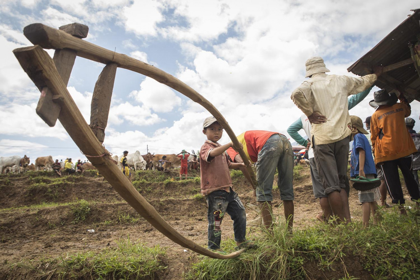 The muddy cow race of Tanah Datar 