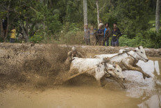A jockey bites a cow’s tail to make it run faster. JP/Ramadhani