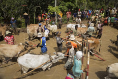 Jockeys prepare their cows prior to the race in a paddy field in Nagari Sungai Tarab, Tanah Datar, West Sumatra, on Jan. 4. 2020. JP/Ramadhani