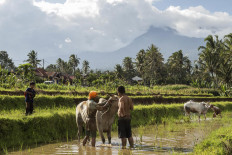 Jockeys bath their cows after the muddy race. JP/Ramadhani