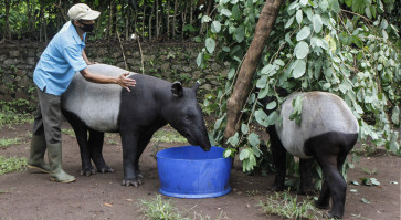 Hang in there, folks: Zoos struggle to feed animals during pandemic