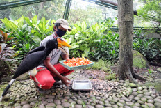 A groundskeeper feeds a hungry Rhinoceros Hornbill at Taman Mini Indonesia Indah Bird Park, East Jakarta, on Saturday. The COVID-19 outbreak has not only impacted humans but also animals in conservations and zoos that have lost their income during large scale social restriction (PSBB). JP/Seto Wardhana 