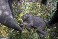 A female elephant calf lays among adult elephants at Gembira Loka Zoo in Yogyakarta on May 16. JP/Tarko Sudiarno