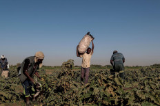 Mussa Adam Bakr (R), 48, who farms a plot of land next to a mud brick factory, collects eggplants with his workers on his field on Tuti Island, Khartoum, Sudan, February 14, 2020. "I came to Tuti in 1988 because the land here is the best for agriculture and close enough to supply markets, and it makes for a good income", said Bakr. "Through out the year the Tuti earth produces all sorts of vegetables like potatoes, onions and aubergines." Reuters/Zohra Bensemra