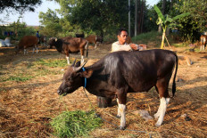 Livestock trader Tarmizi washes a cow at a sale site for qurban (animal sacrifice) livestock in Cileungsi, Bogor regency, on July 22. Tarmizi and his colleagues shipped at least 40 cattle from their hometown in Bima regency, West Nusa Tenggara, to Tanjung Priok Port in North Jakarta. In line with COVID-19 health protocols, they had to pay Rp 600,000 per person to obtain health certificates to be allowed to board the ship. JP/P.J.Leo