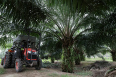  Malaysian palm oil giant accused of mistreating workers 