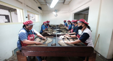 Yogyakarta cigar manufacturer rolls over a century of craftsmanship