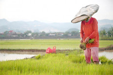 Why importing rice is still considered a political sin