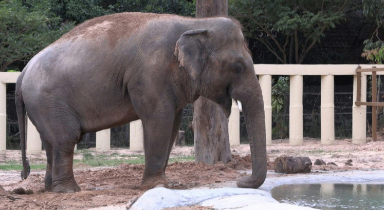 World’s loneliest elephant starts new life in Cambodia