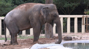 World’s loneliest elephant starts new life in Cambodia